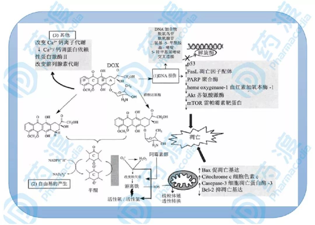 从分子设计角度：看蒽环类药物结构及毒性